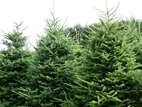 frser-fir-real-christmastrees