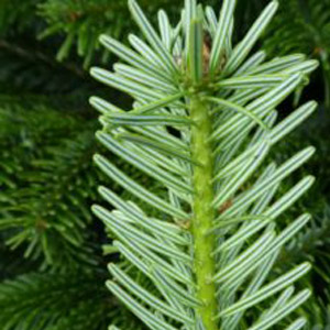 under-side-of-nordman-fir-needle-use-NF-225x300